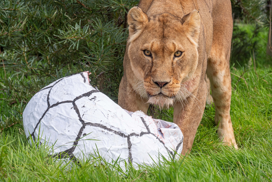 The Lionesses will need to beat an entire nation in the grip of World Cup  fever