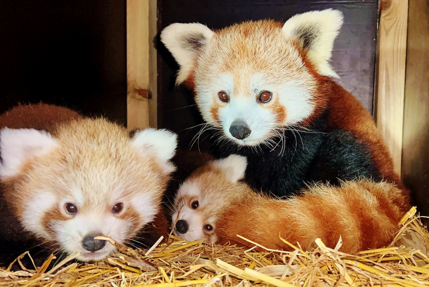 Endangered Red Panda Twins Born at Longleat - Visit West