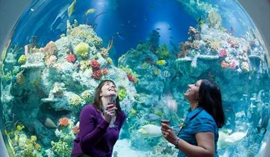 Bristol Aquarium
