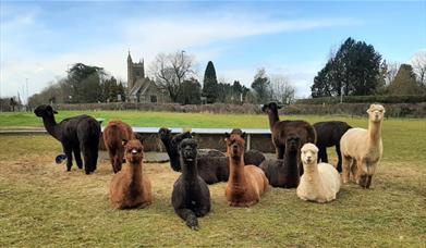 Wolfridge Alpaca Barn Alpacas