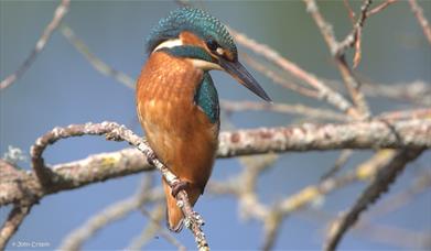 Kingfisher