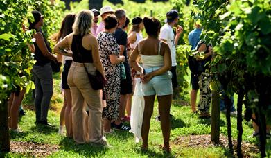 Group at vineyard