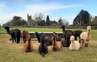 Wolfridge Alpaca Barn Alpacas