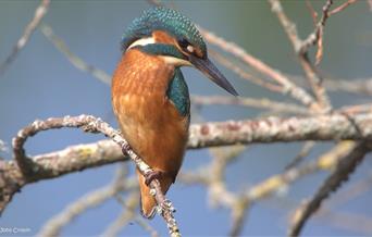 Kingfisher