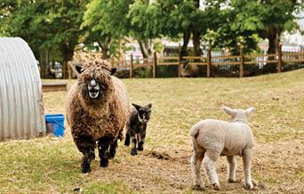 Sheep and lambs