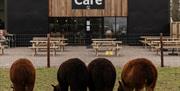 Wolfridge Alpaca Barn Cafe