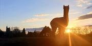 Wolfridge Alpaca Barn