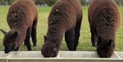 Wolfridge Alpaca Barn