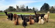 Wolfridge Alpaca Barn Alpacas