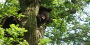 Bear in tree