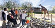 Giraffe Exhibit