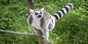 Ring tailed lemur