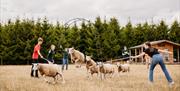 Sheep training