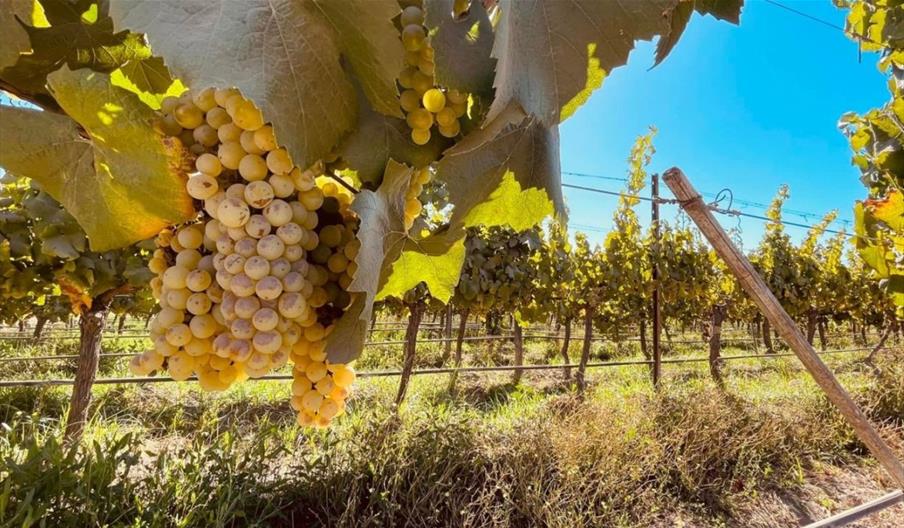 Enotria&Coe - Vineyard Enotria&Coe - Vineyard