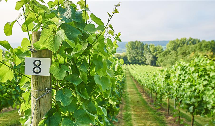 Take a Vineyard Tour with Wine Tasting at Aldwick Estate Take a Vineyard Tour with Wine Tasting at Aldwick Estate