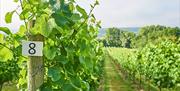 Take a Vineyard Tour with Wine Tasting at Aldwick Estate
